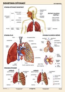 Soustava dýchací - tabulka A4