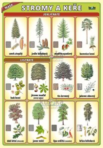 Naše stromy a keře - karta A5