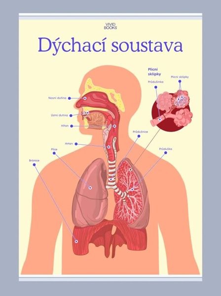 Dýchací soustava 420 × 594 mm - výukový plakát
