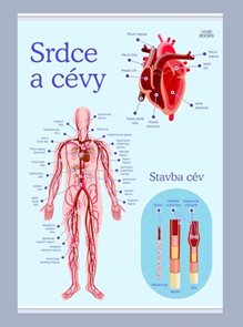 Srdce a c&#233;vy 1000 &#215; 1400 mm - v&#253;ukov&#253; plak&#225;t