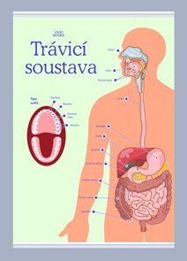Trávicí soustava 594 × 841 mm - výukový plakát