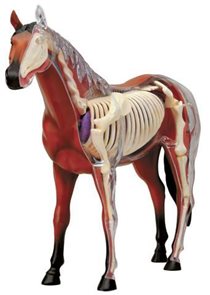 Anatomický model X-ray - kůň