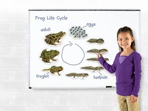 Magnetický životní cyklus - Žába 