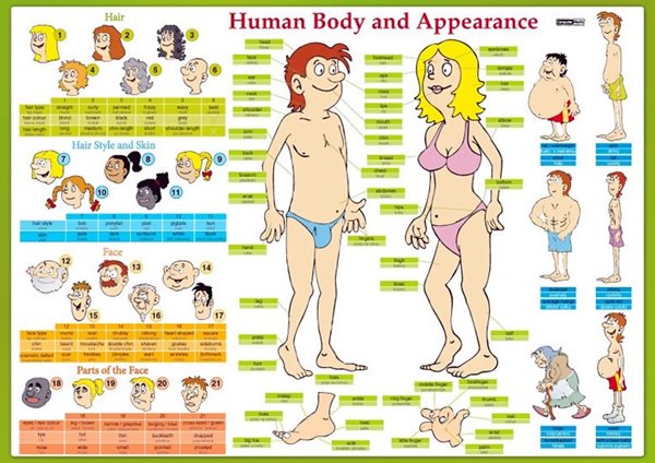 Levně Human Body and Appearance - tabulka lamino A4