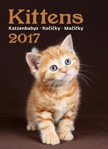 Kočičky kalendář nástěnný 2017
